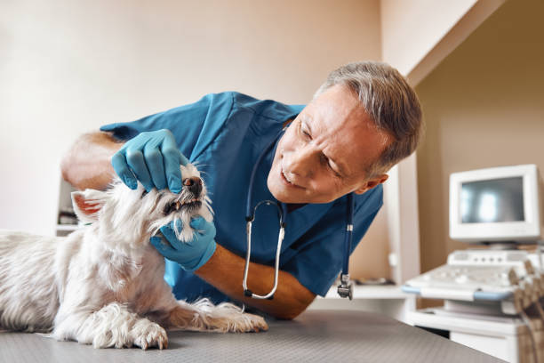 Best Emergency Dental Care for Broken or Chipped Teeth in Moyock, NC
